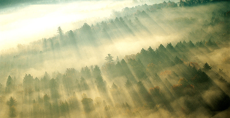 Sonnenstrahlen fallen über einen Wald